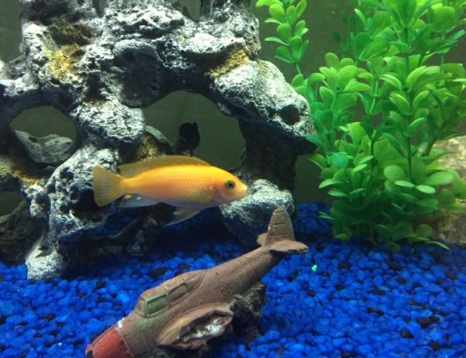 freshwater fish stocking in 36 gallons tank - Help Identifying??