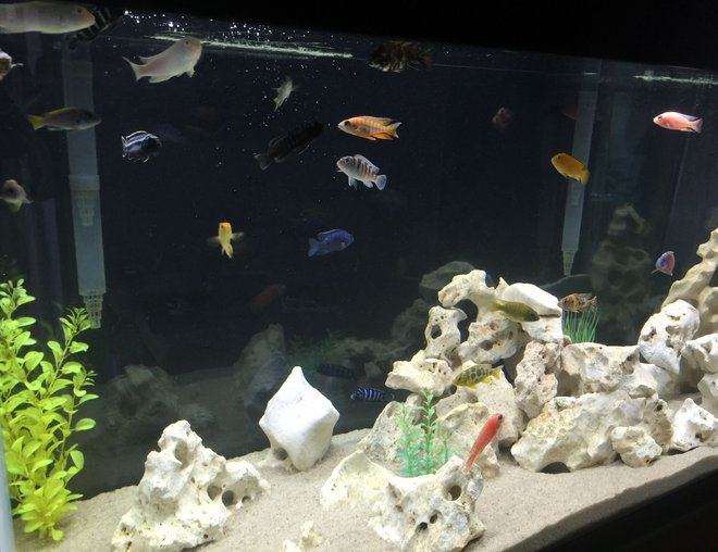 freshwater fish stocking in 90 gallons tank - african cichlids