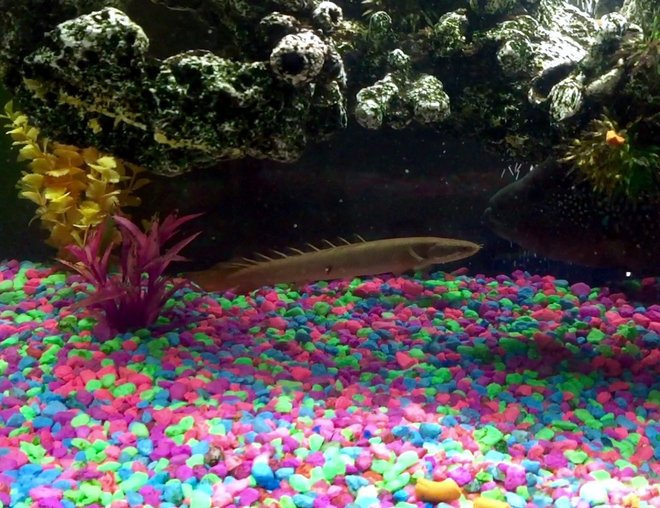 freshwater fish stocking in 50 gallons tank - Dinosaur Bichir