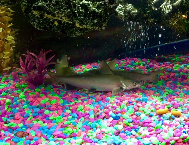 freshwater fish stocking in 50 gallons tank - Columbian Sharks.