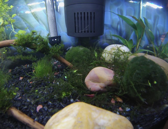 freshwater fish stocking in 10 gallons tank - Rare sighting of one of my 3 remaining shrimp while the tank lights are on. If you look at the moss ball under the filter, you can see the carcass of one of his buddies that my Betta caught last night. Failed experiment with the shrimp. My Betta is a very predatory fella