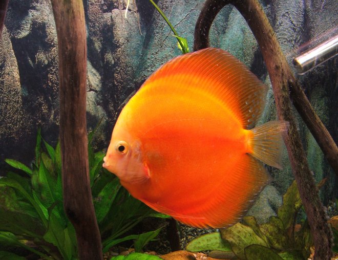 freshwater fish stocking in 55 gallons tank - discus