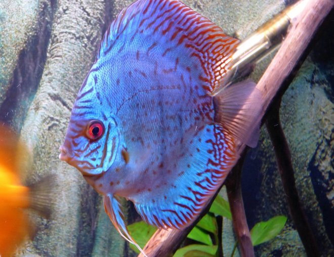 freshwater fish stocking in 55 gallons tank - discus