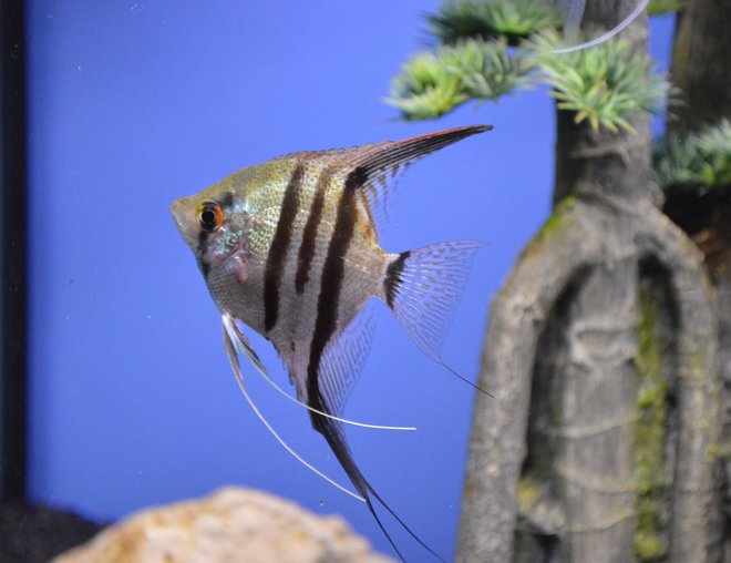 freshwater fish stocking in 33 gallons tank - Scalare Angel