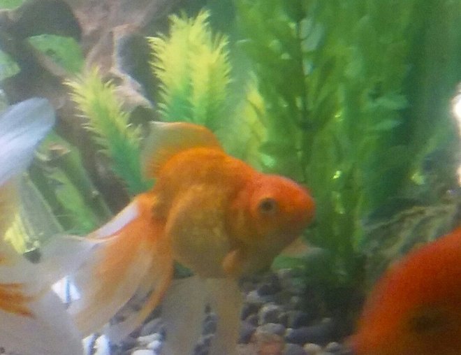 freshwater fish stocking in 125 gallons tank - One of my guys (or girls 😕)...