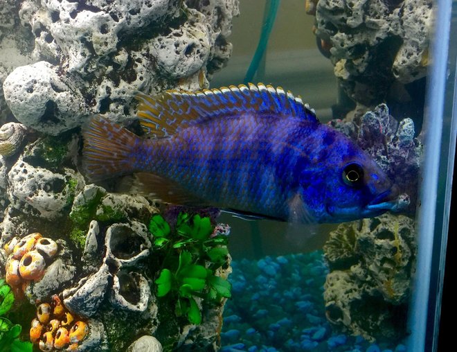 freshwater fish stocking in 50 gallons tank - Malawi Hap