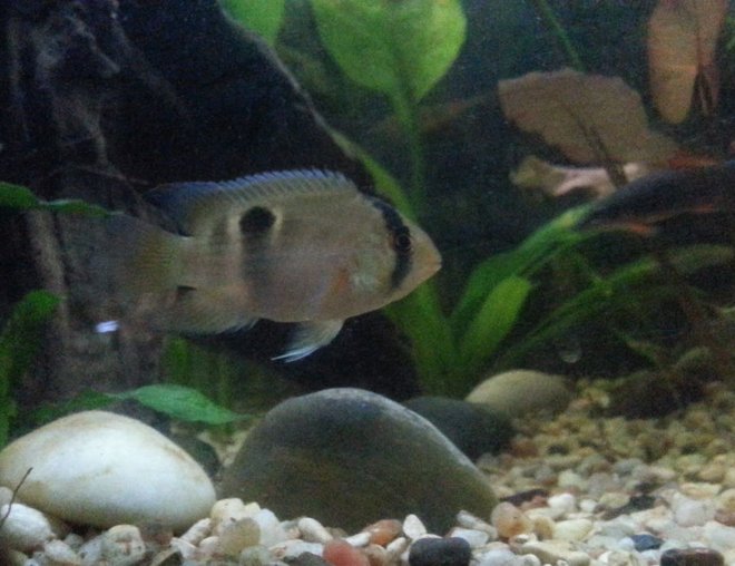 freshwater fish stocking in 29 gallons tank - Keyhole Cichlid and rainbow shark