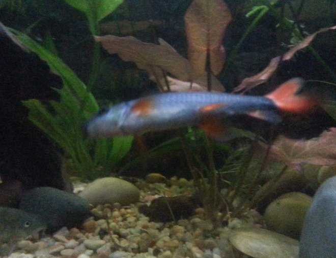 freshwater fish stocking in 29 gallons tank - Rainbow shark