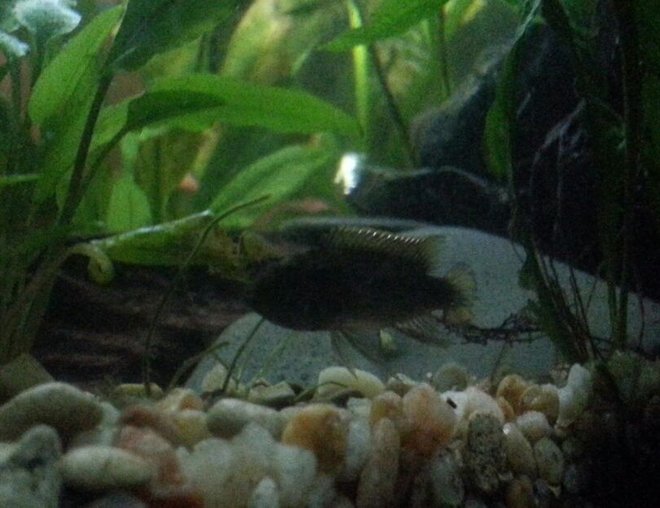 freshwater fish stocking in 29 gallons tank - Apisto Agassizi