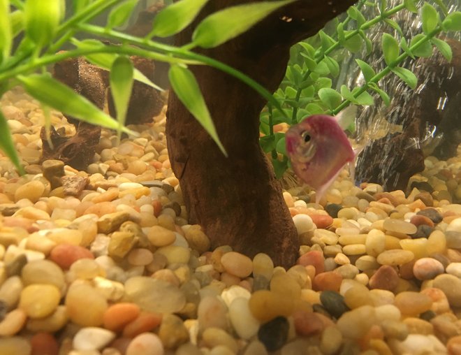 freshwater fish stocking in 20 gallons tank - Tetra