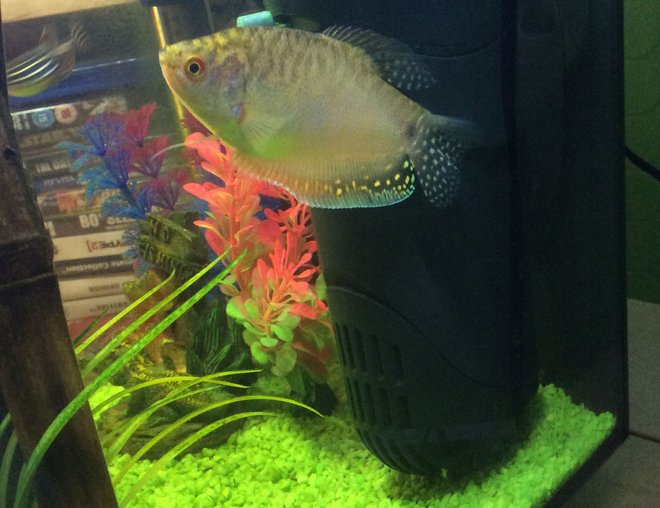 freshwater fish stocking in 9 gallons tank - My large gourami