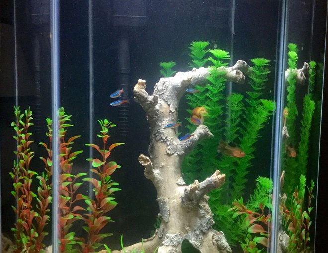 freshwater fish stocking in 20 gallons tank - Freshwater tank