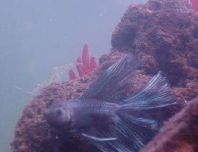 freshwater fish stocking in 90 gallons tank - Kim Jong Il, our ruthless tyrannt, getting his daily report from one of his many Ghost Shrimp spies.