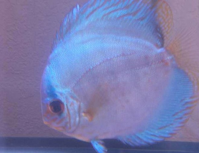 freshwater fish - symphysodon spp. - neon blue discus stocking in 120 gallons tank - Breeder Female