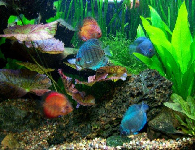freshwater fish - symphysodon sp. - royal red discus stocking in 56 gallons tank - Assorted Discus