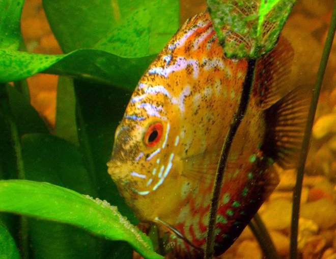freshwater fish - symphysodon sp. - red marlboro discus stocking in 72 gallons tank - Melon Laying Eggs