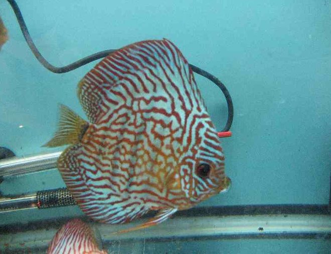 freshwater fish - symphysodon spp. - snakeskin discus stocking in 40 gallons tank - carnation