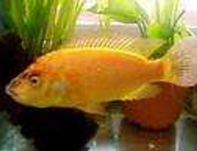 freshwater fish - oreochromis mossambicus stocking in 70 gallons tank - oreochromis mossambicus 
cichlidé femellé