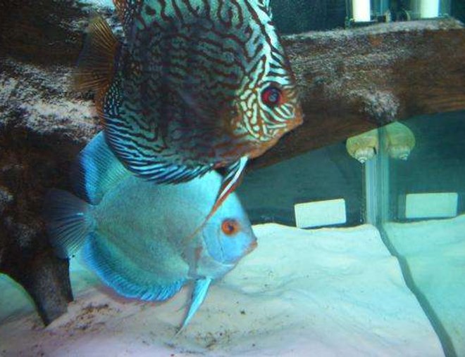 freshwater fish - symphysodon spp. - pigeon blood discus stocking in 55 gallons tank - discus