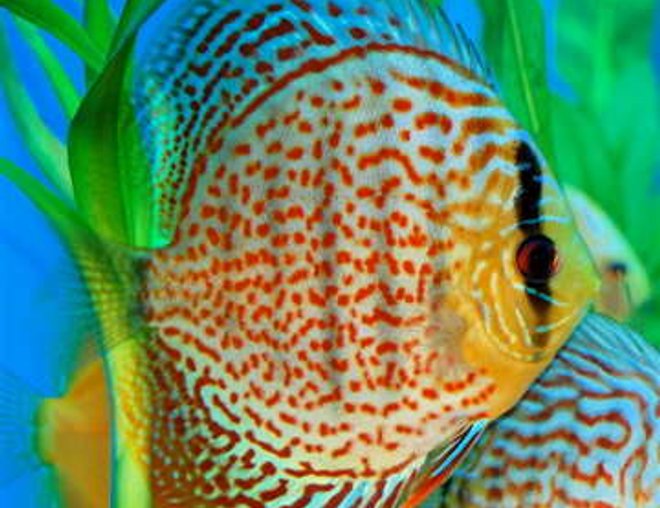freshwater fish - red spotted green discus stocking in 55 gallons tank - This is Berlioz. He is a Red Spotted Green Discus, and the gentle king of my aquarium.