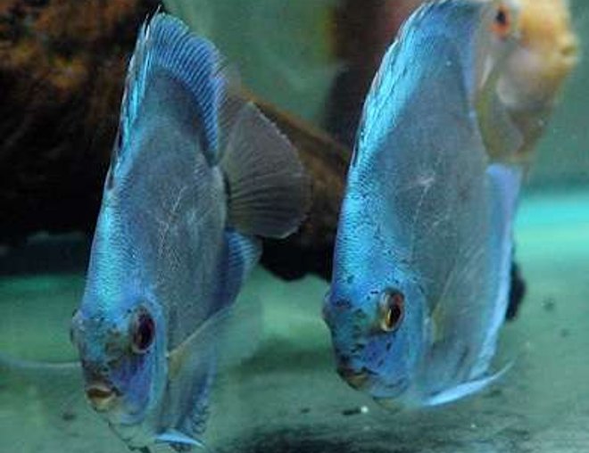 freshwater fish - symphysodon sp. - blue diamond discus stocking in 60 gallons tank - Blue Diamond Duet