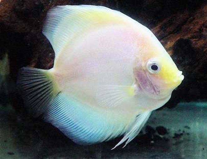 freshwater fish - symphysodon sp. - snow white discus stocking in 60 gallons tank - White Diamond