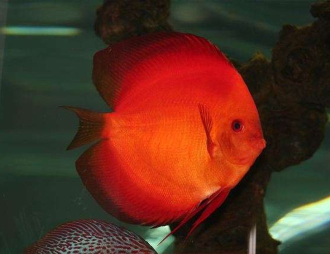 freshwater fish - symphysodon sp. - red marlboro discus stocking in 75 gallons tank - Loud and Proud Male Discus!