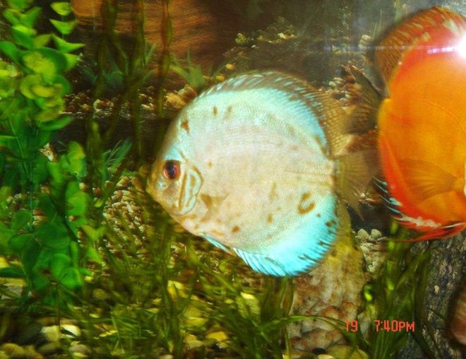 freshwater fish - symphysodon sp. - blue diamond discus stocking in 50 gallons tank - my blue diamond discus