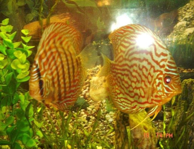 freshwater fish - symphysodon spp. - pigeon blood discus stocking in 50 gallons tank - young leopard and torquise