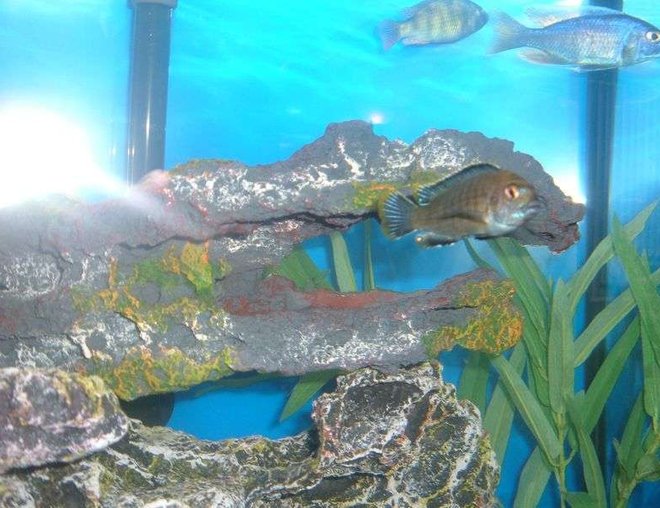 freshwater fish stocking in 55 gallons tank - Ron's fish