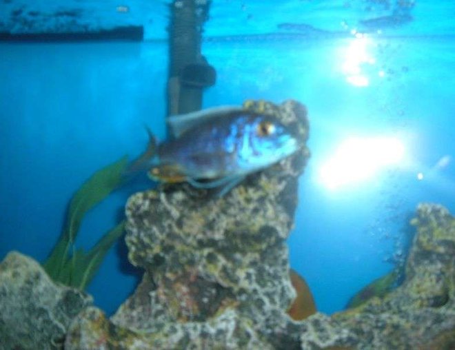 freshwater fish stocking in 55 gallons tank - Ron tank