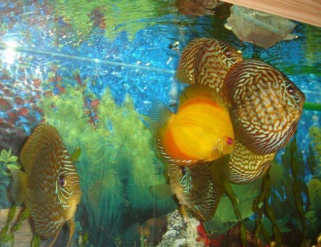 freshwater fish - symphysodon sp. - yellow marlboro discus stocking in 50 gallons tank - some of my discus eating bloodworms.