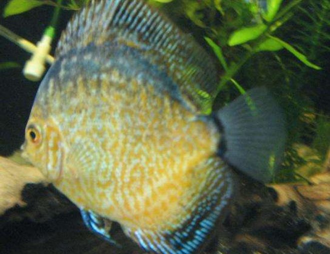 freshwater fish - symphysodon spp. - pigeon blood discus stocking in 190 gallons tank - discus 8
