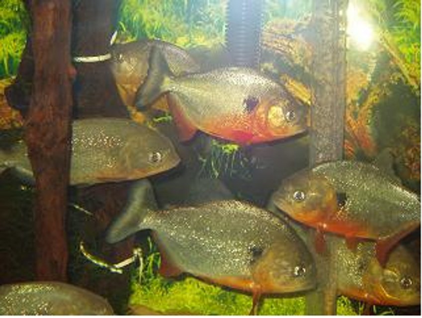 Rated #1685: Freshwater Fish - Pygocentrus Nattereri - Redbellied Pirhana