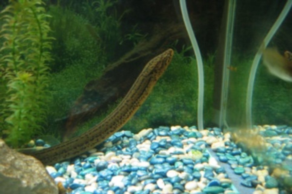 Rated #1935: Freshwater Fish - Erpetoichthys Calabaricus - Rope Fish