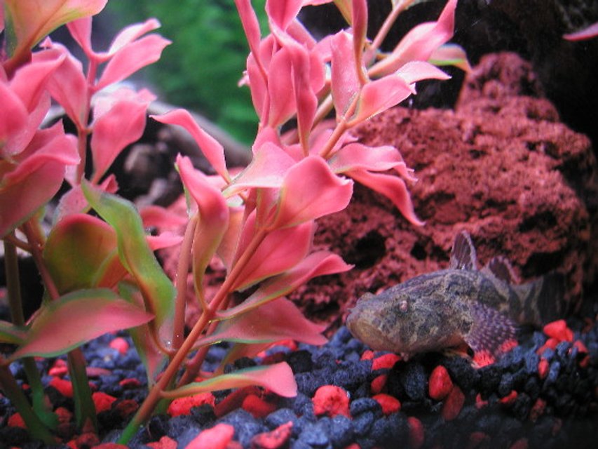 Rated #1732: Freshwater Fish - Neovespicula Depressifrons - Dusky Panther Goby - ...actually a brackish fish