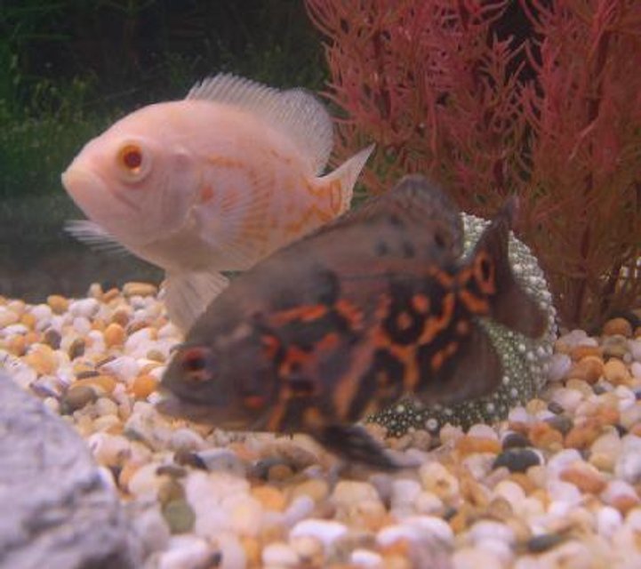 Rated #1792: Freshwater Fish - Astronotus Ocellatus - Albino Oscar
