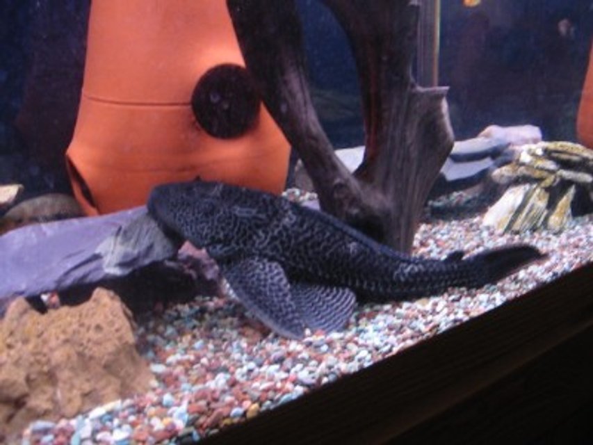 Rated #1931: Freshwater Fish - Glyptoperichthys Gibbiceps - Sailfin Pleco (l-83) - My big pleco.