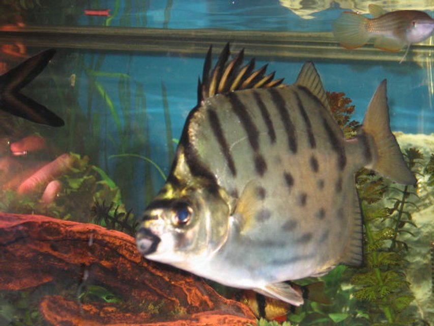 Rated #1301: Freshwater Fish - Scatophagus Argus - Ruby Scat Stocking In 55 Gallons Tank - BIG scat fish