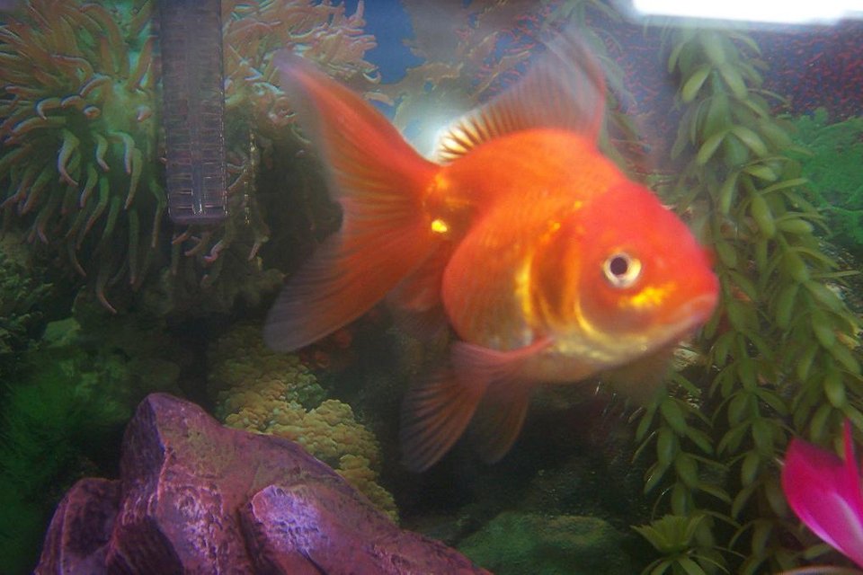 Rated #2305: Freshwater Fish - Carassius Auratus - Fantail Goldfish Stocking In 20 Gallons Tank - WE CALL HIM  FATTY,  HE'S  ONE AND A HALF YEARS OLD.