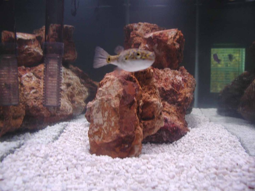 Rated #1754: Freshwater Fish - Tetraodon Biocellatus - Figure 8 Puffer Stocking In 55 Gallons Tank - figure 8 puffer