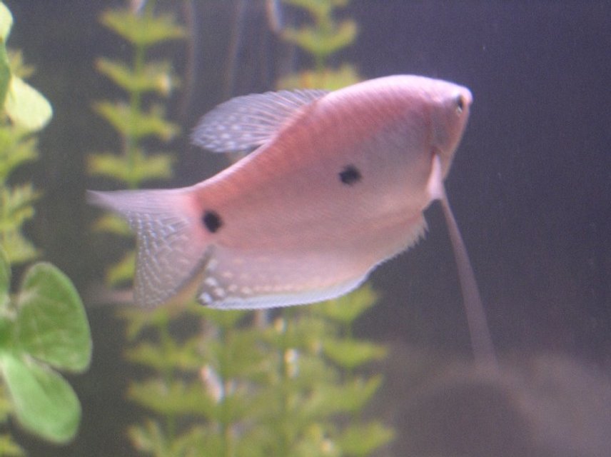 Rated #2121: Freshwater Fish - Helostoma Temmincki - Kissing Gourami Stocking In 55 Gallons Tank - One of my 5 blue gouramis, in the 55 gallon tank
