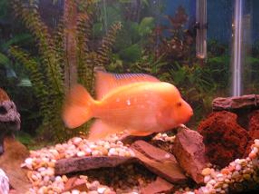 Rated #2098: Freshwater Fish - Amphilophus Labiatus - Red Devil Stocking In 55 Gallons Tank - 8 in. Midas Cichlid