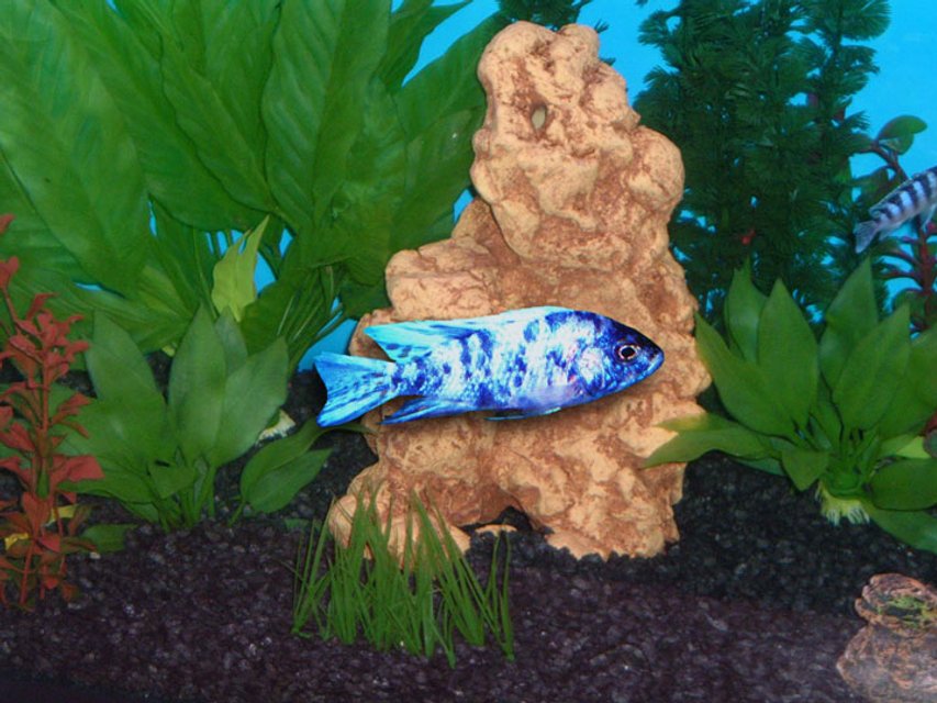 Rated #389: Freshwater Fish - Aulonocara Nyassae Var. - Peacock Cichlid, Orange Blossom Stocking In 55 Gallons Tank - Africian Peacock Cichlid...Medium size, he is in our 55 gallon Cichlid Tank.  We have 15 Africians in the tank.  He is one of our brightest fish that we have.