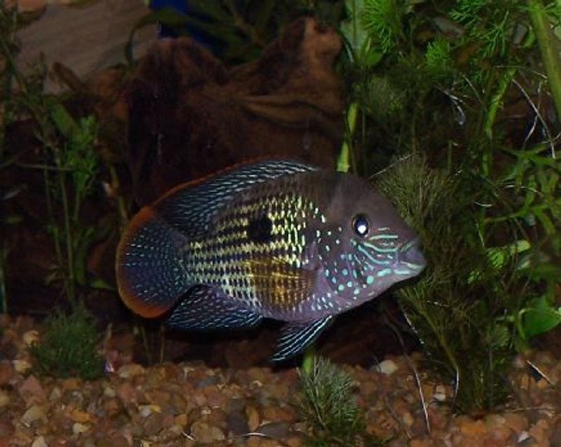 Rated #832: Freshwater Fish - Aequidens Rivulatus - Green Terror Stocking In 125 Gallons Tank - male green terror