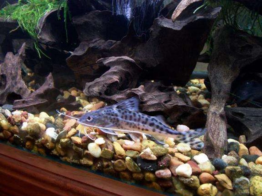 Rated #1089: Freshwater Fish - Pimelodus Pictus - Pictus Cat Stocking In 50 Gallons Tank - Pictus Catfish are impossable to get a clean shot of they never stop moving so this is the best shot I could get