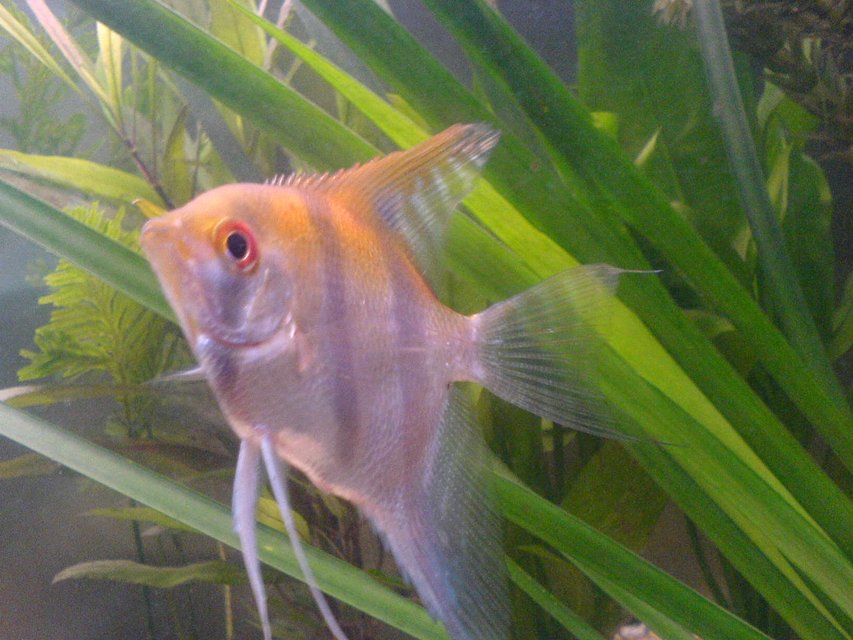 Rated #1544: Freshwater Fish - Pterophyllum Sp. - Silver Zebra Angel Stocking In 24 Gallons Tank - my 4 inch angel fish, i seen it in the shop on its own and i went up to the tank and it swam to the front and followed me as i looked around the tank for more, i had to get it