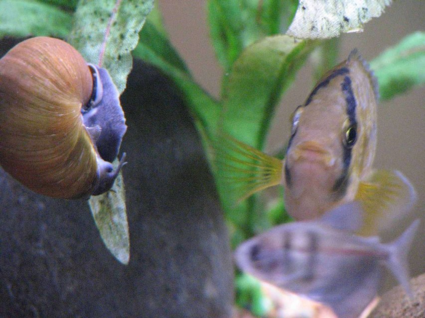 Rated #1925: Freshwater Fish - Cleithracara Maronii - Keyhole Cichlid Stocking In 50 Gallons Tank - Male Keyhole Cichlid,
Black Widow Tetra,
Snail