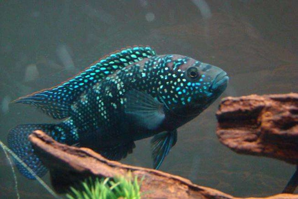 Rated #682: Freshwater Fish - Nandopsis Octofasciatum - Jack Dempsey Stocking In 55 Gallons Tank - This is my Jack Dempsey Cichlid.