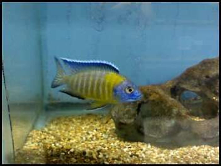 Rated #1072: Freshwater Fish - Aulonocara Baenschi - Sunshine Peacock Stocking In 46 Gallons Tank - Peacock